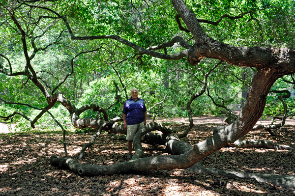 Lee Duquette among brances of the Angel Oak tree